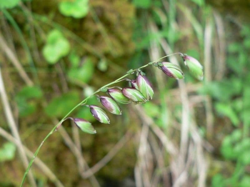 Erba perla pendula 9