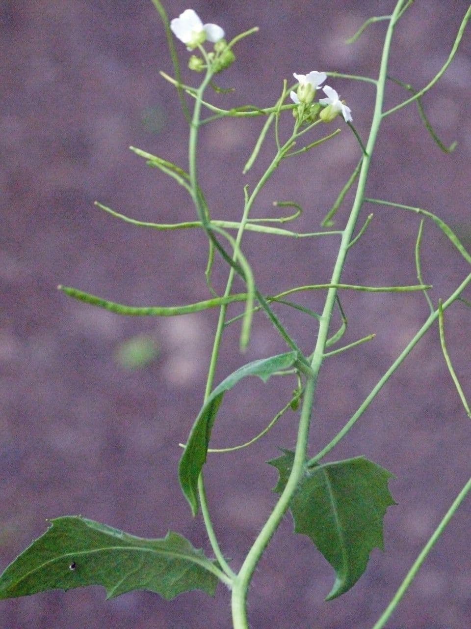 Arabidopsis cebennensis 16