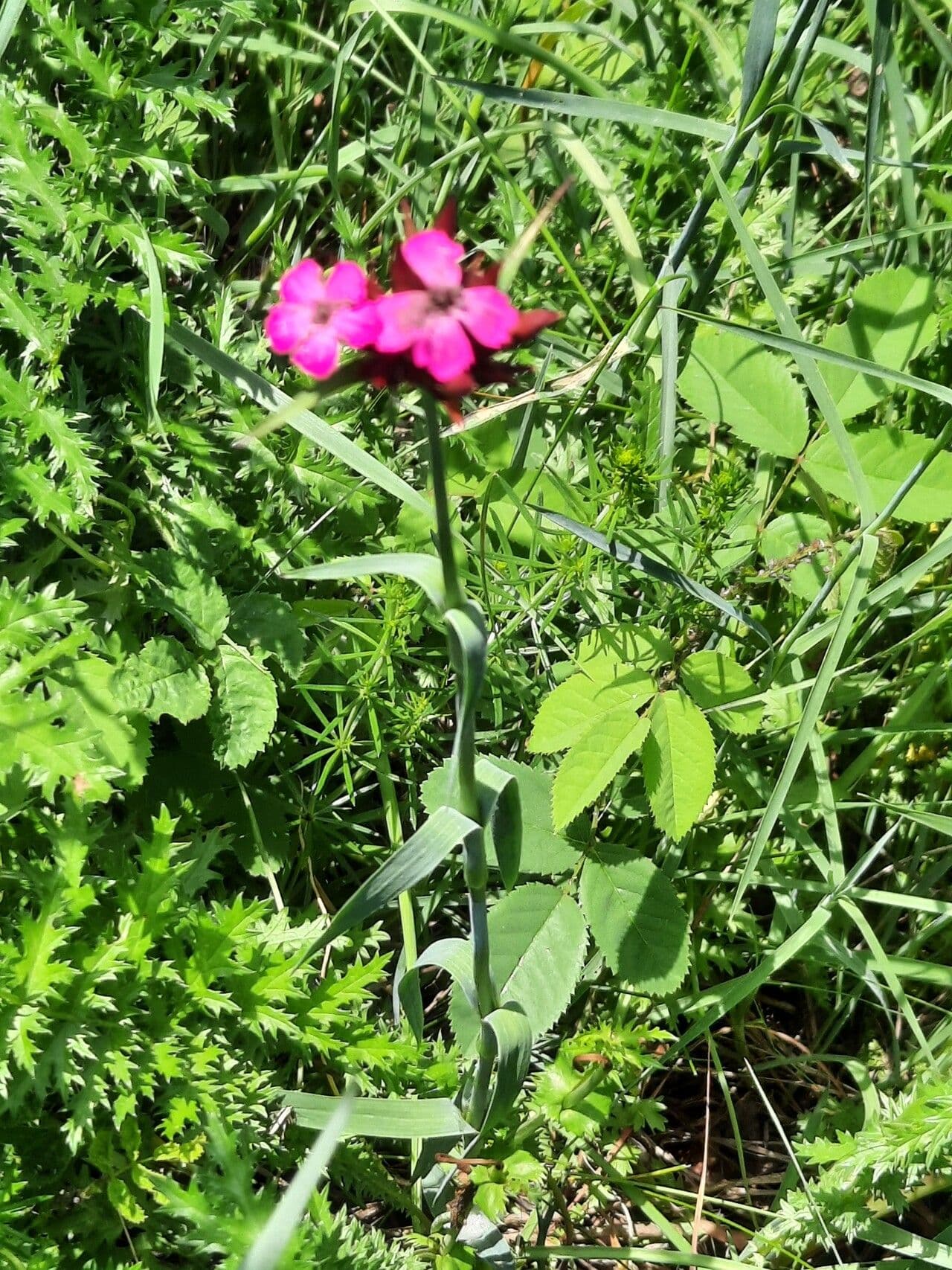 Dianthus 5