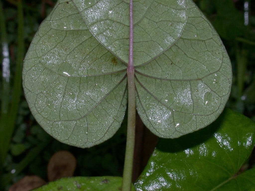 Ipomoea trifida 13