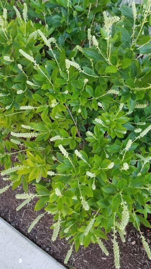 Clethra 19