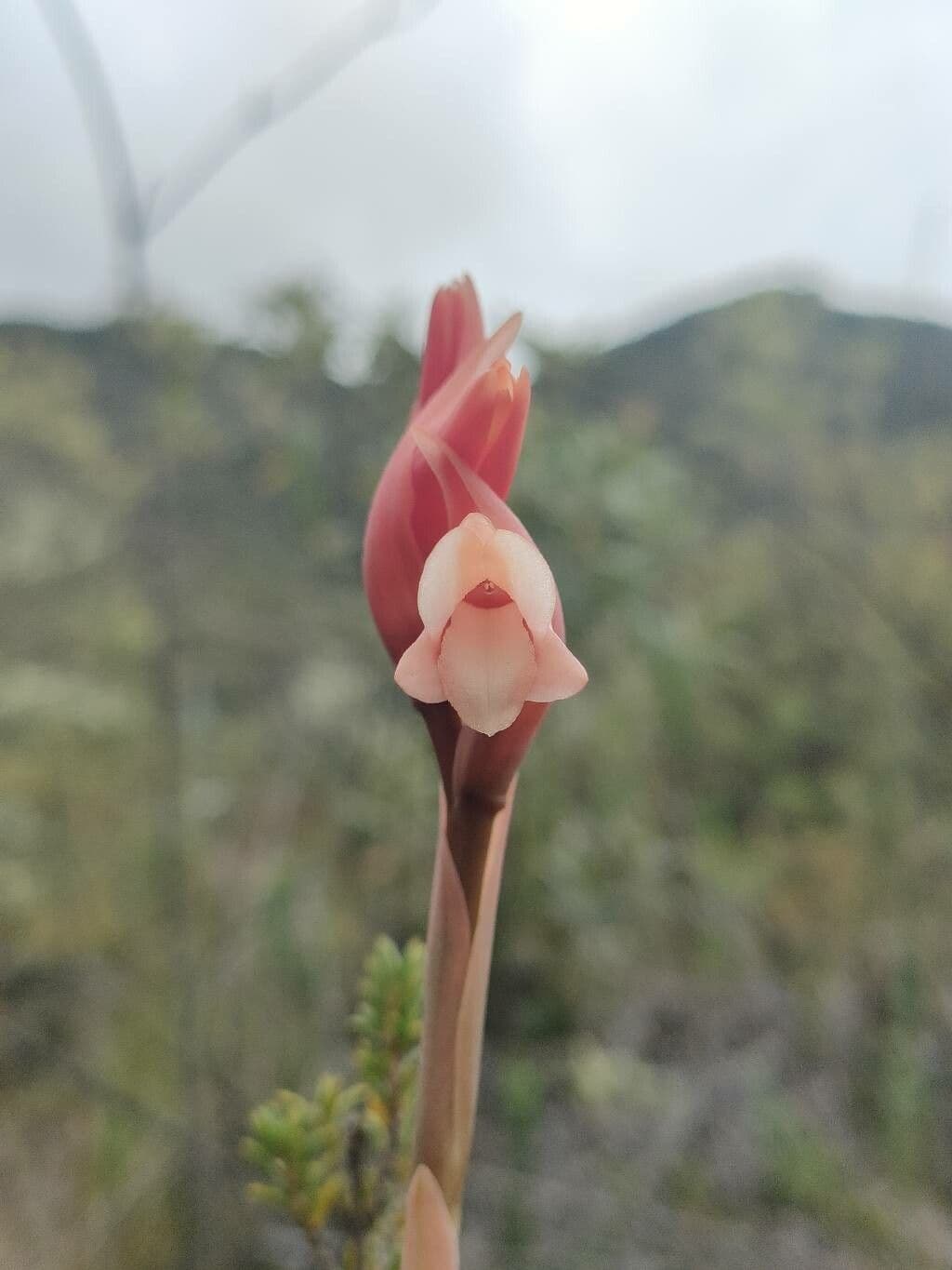 Orchide a guaina