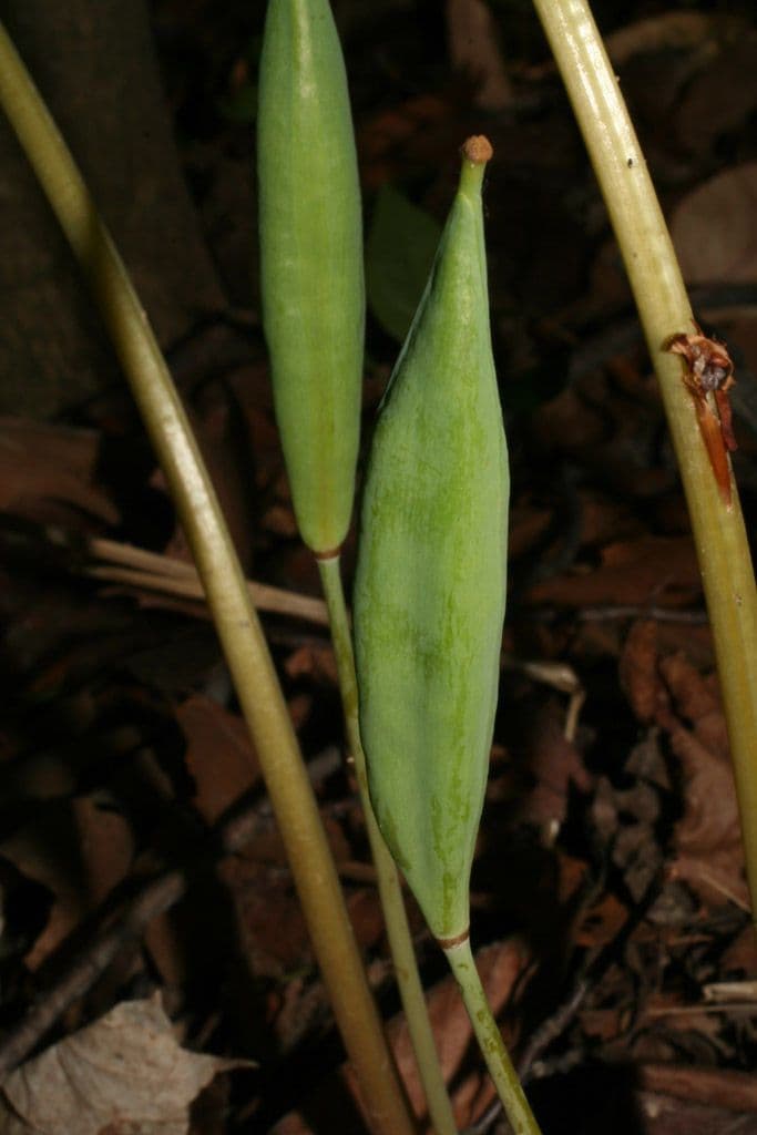 Sanguinaria 2