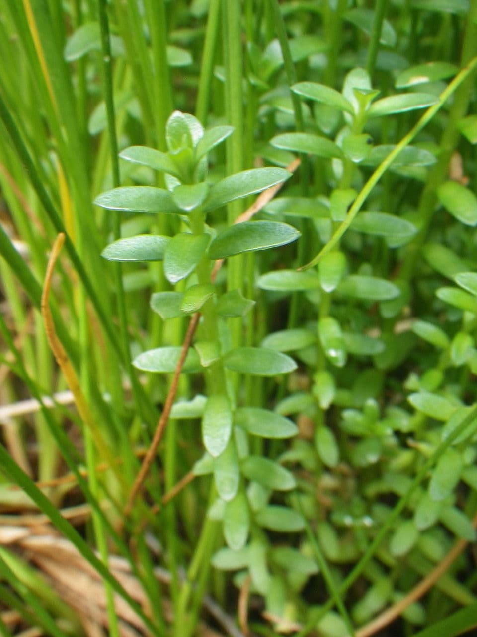 Erba de latti 10