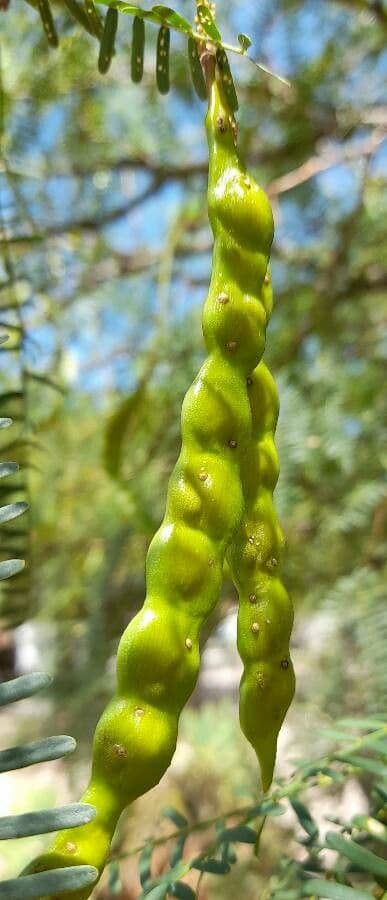 Prosopis flexuosa