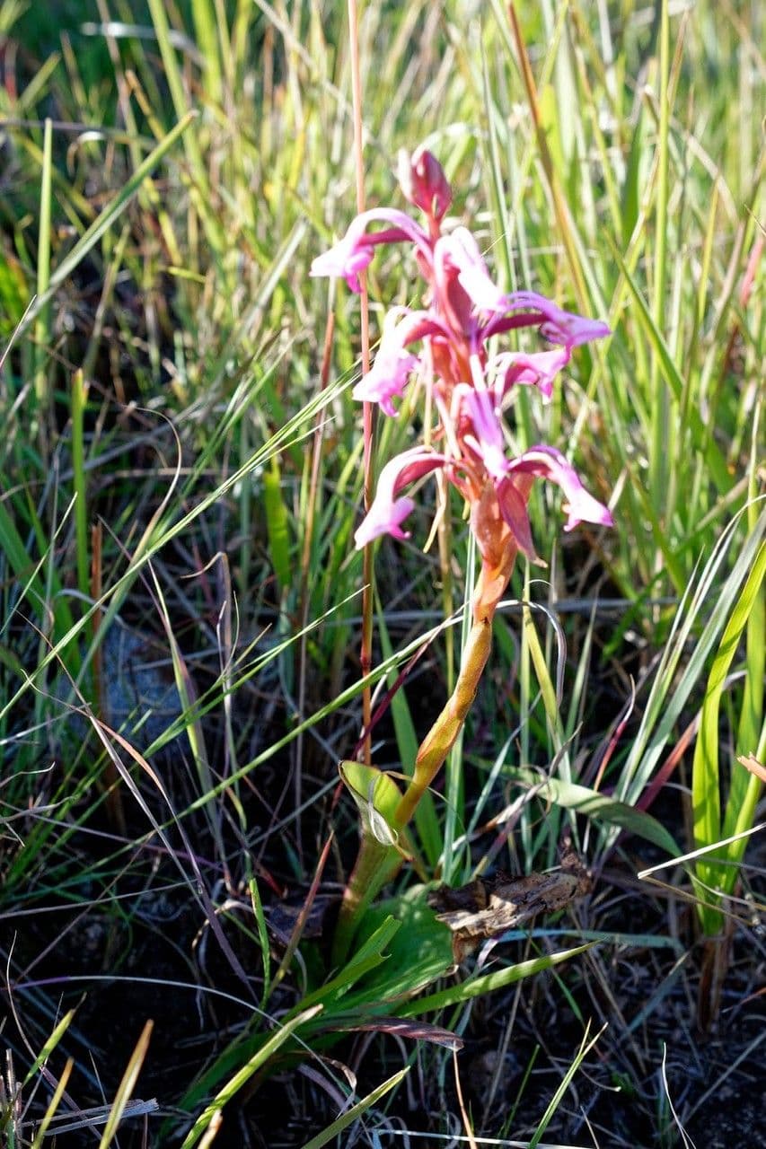 Satyrium 2