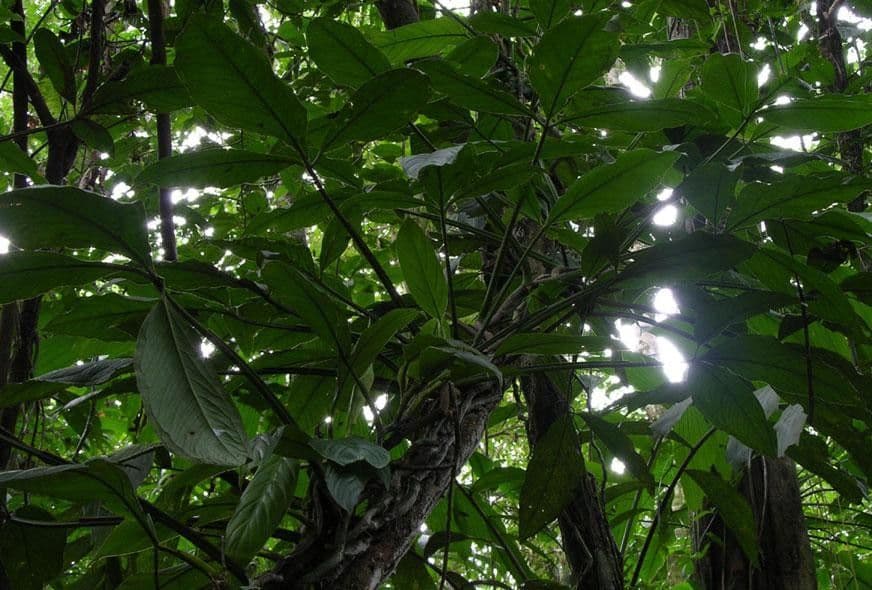 Syngonium