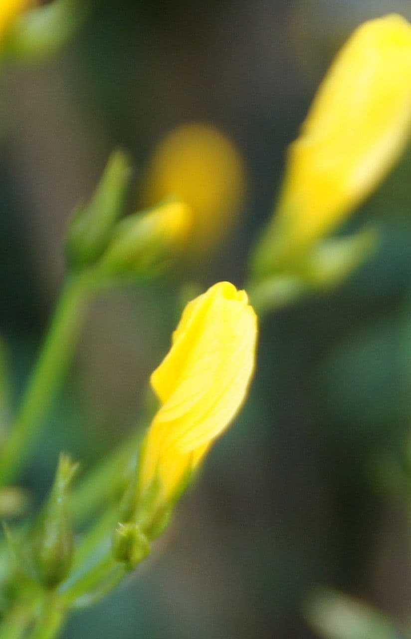 Lino arboreo 2