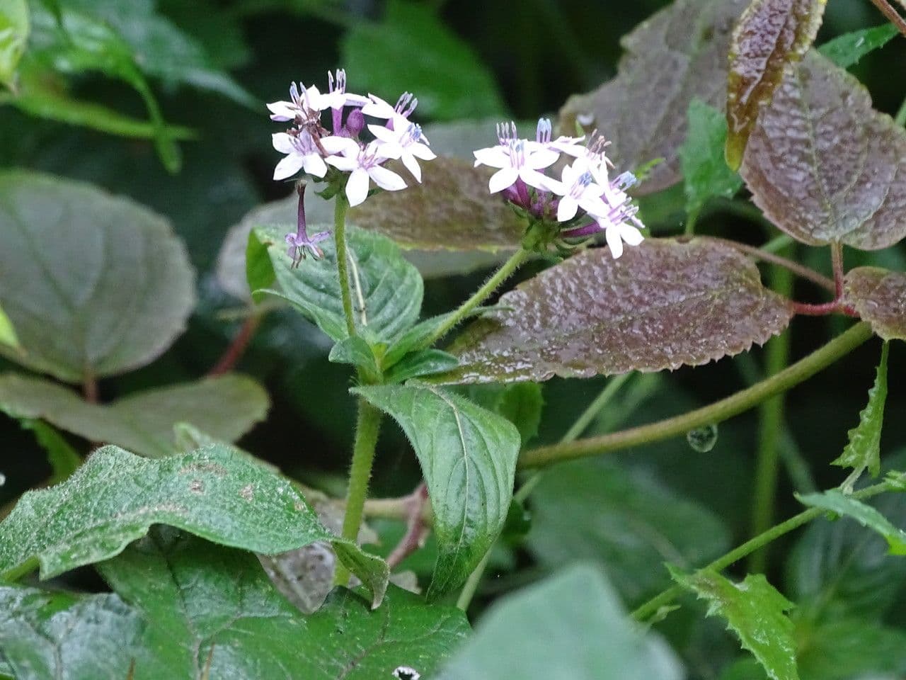 Sankt-Jonas-Blume 4