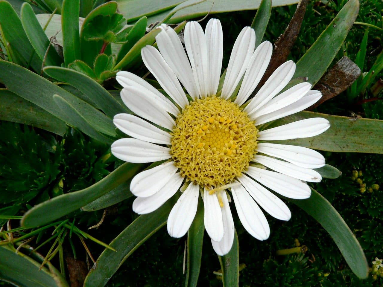 Werneria