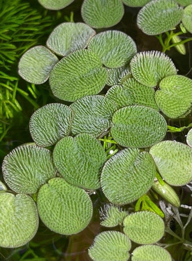 Salvinia natans 11