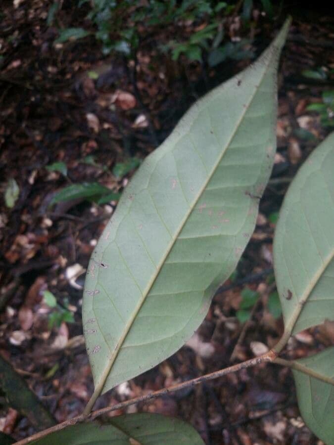 Eugenia 4