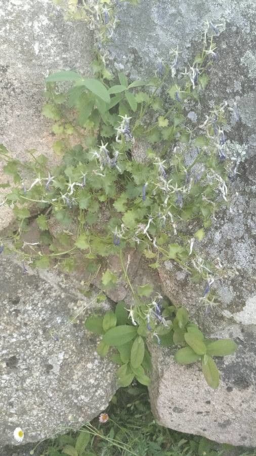 Campanula dell'Adriatico 9