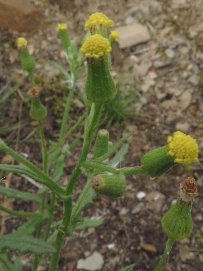 Senecio dei boschi 8