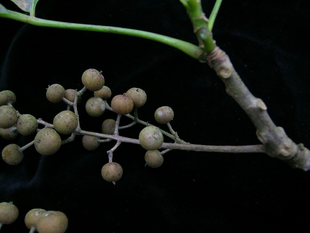 Bischofia javanica 7
