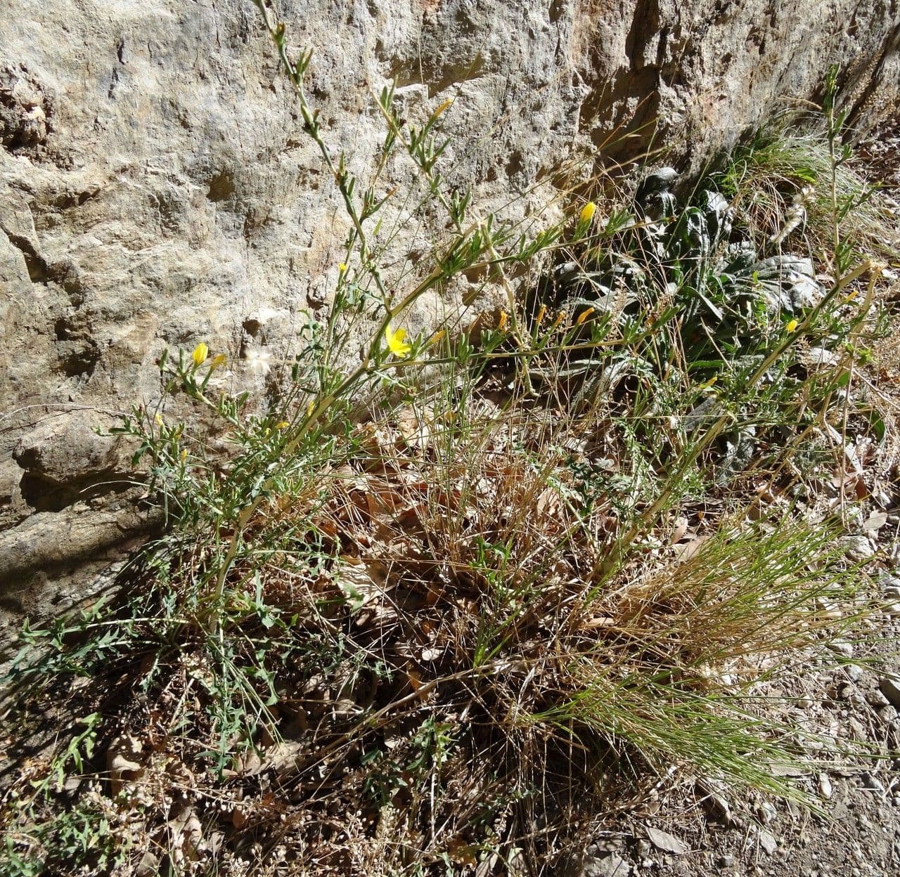 Lattuga viminea 13