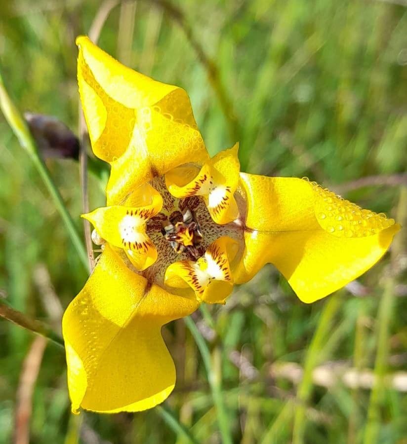 Cypella 2