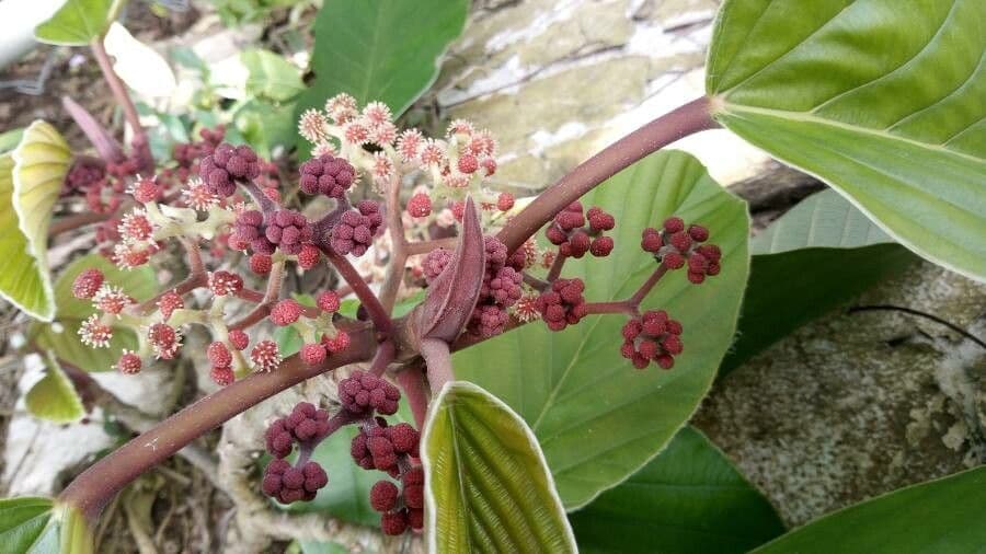 Coussapoa 4