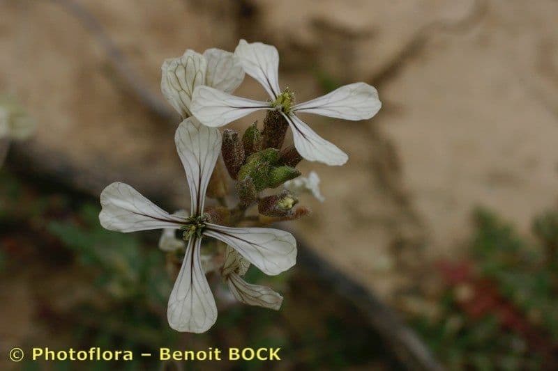 Rucola 27