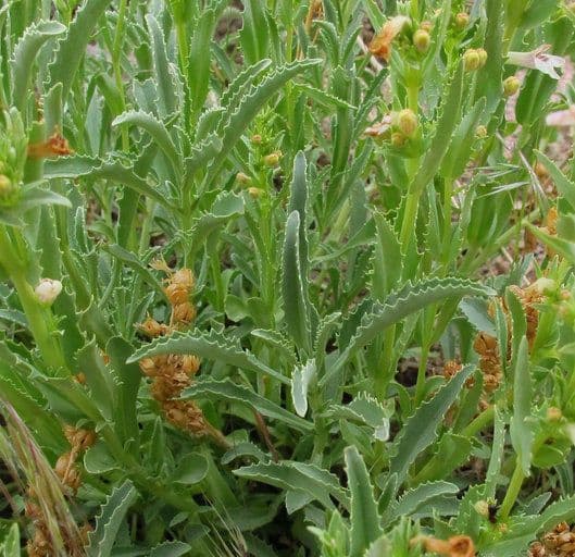 Penstemon deustus 9