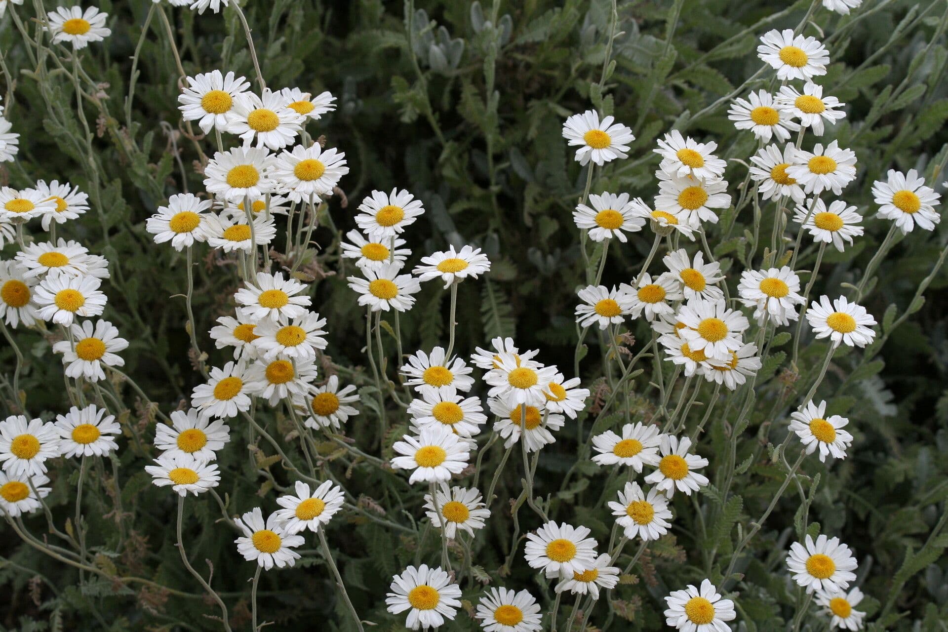 Tansy 2