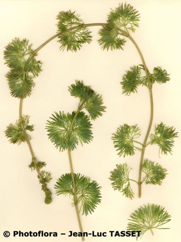Karolinische Haarnixe 19