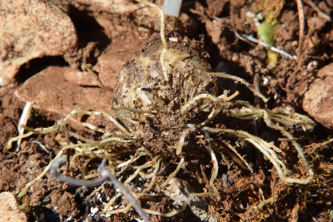 Ornithogalum 12