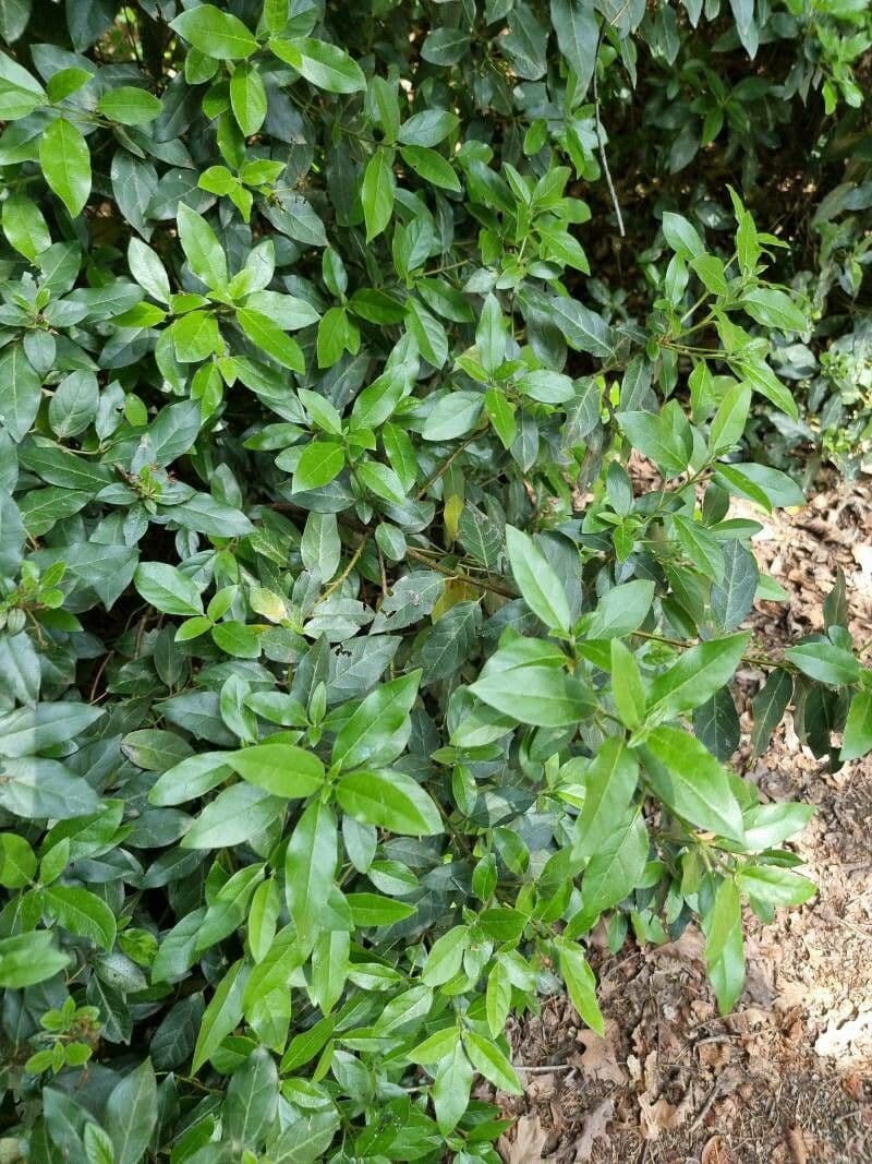 Rhamnus prinoides 4