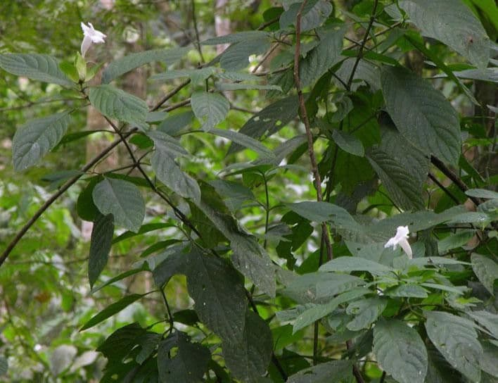 Ruellia 9