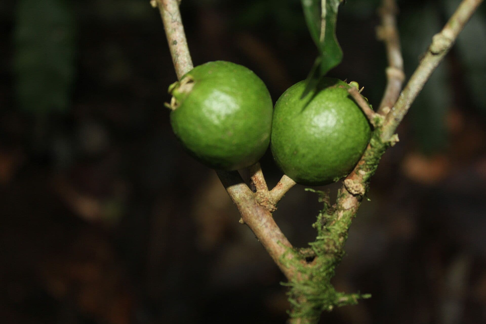 Eugenia 3