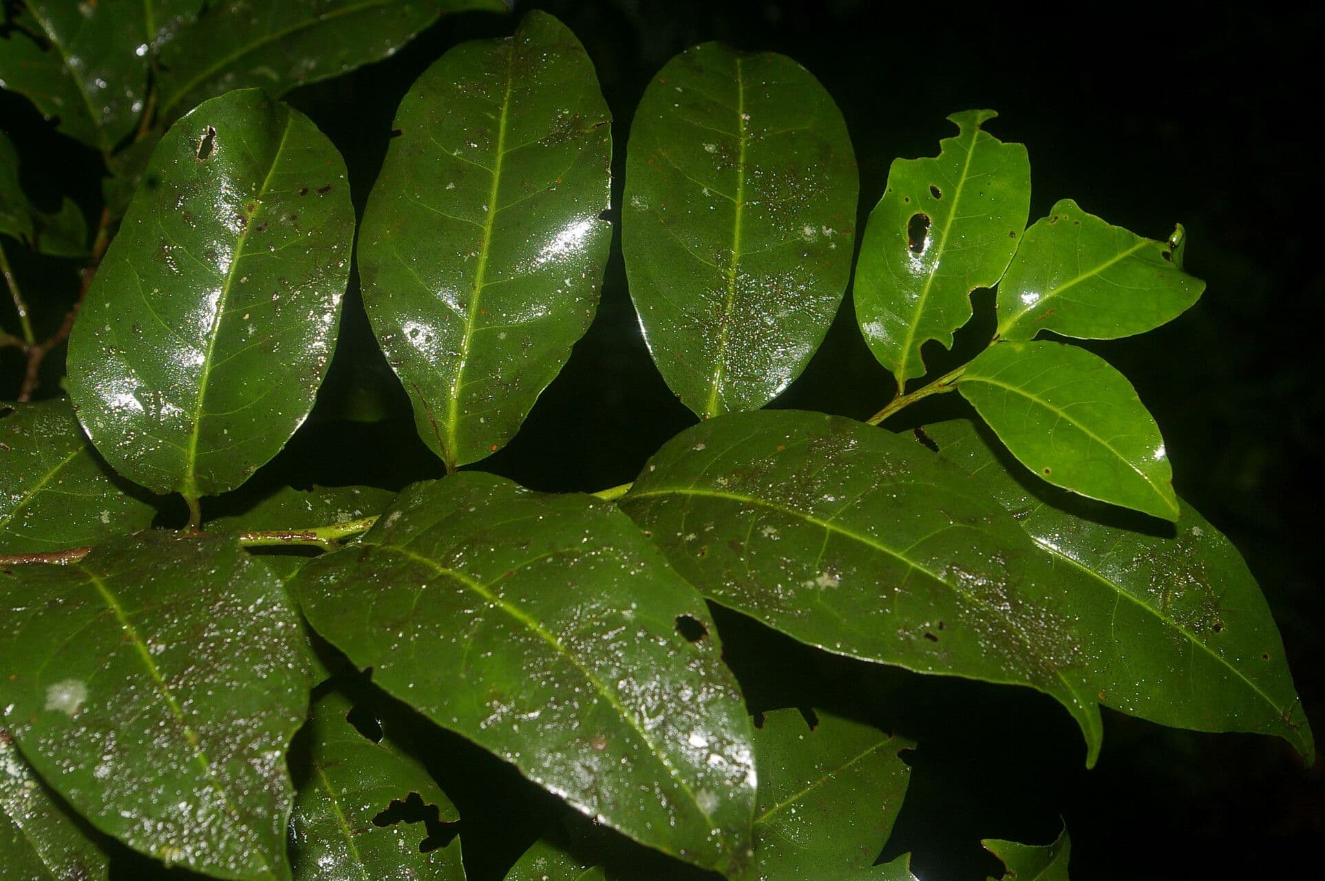 Maytenus 4