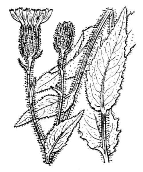 Pfeil-Habichtskraut 15