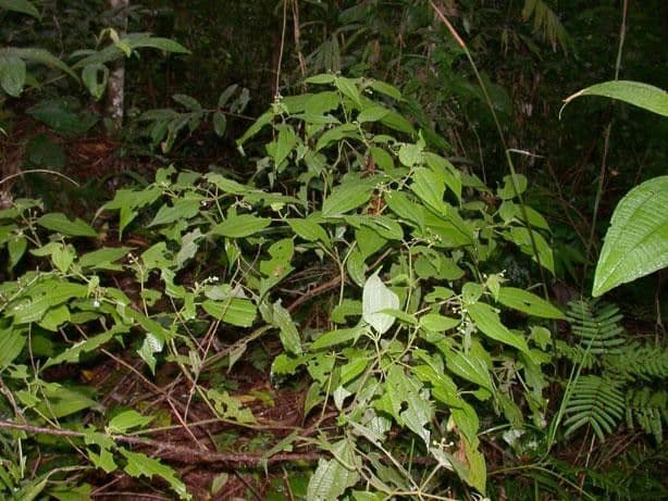Miconia 7