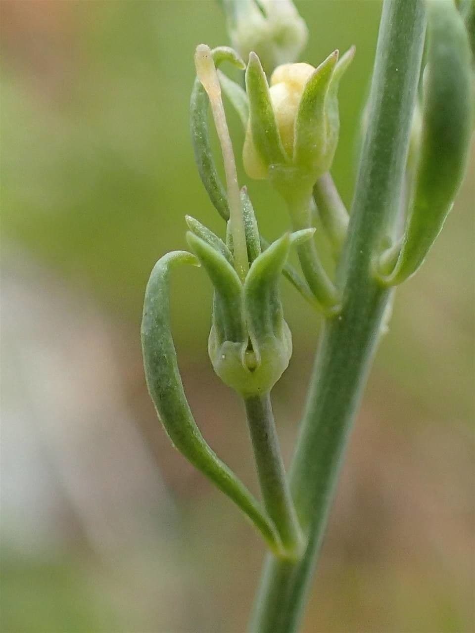 Linaria strisciante 5