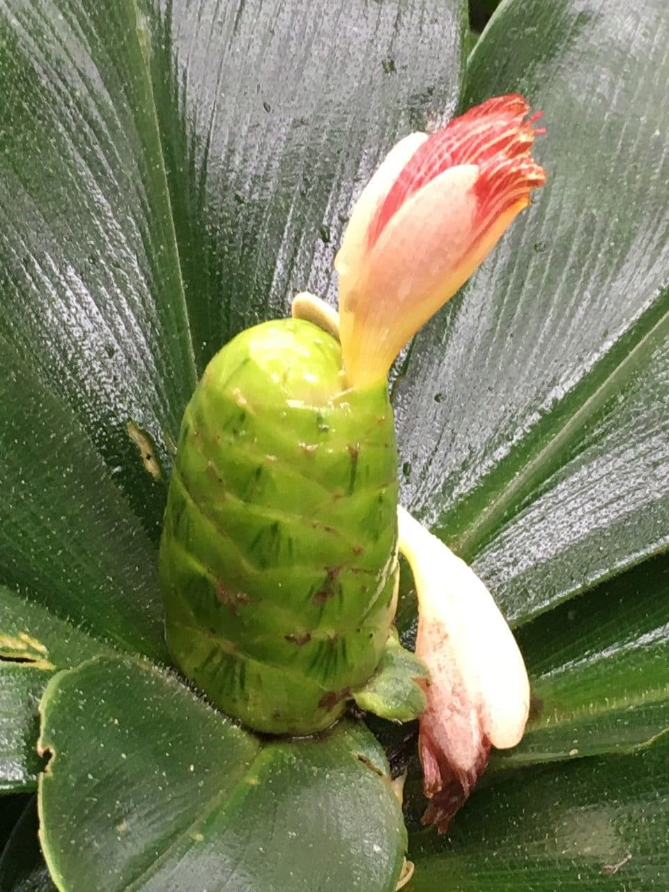 Costus 19