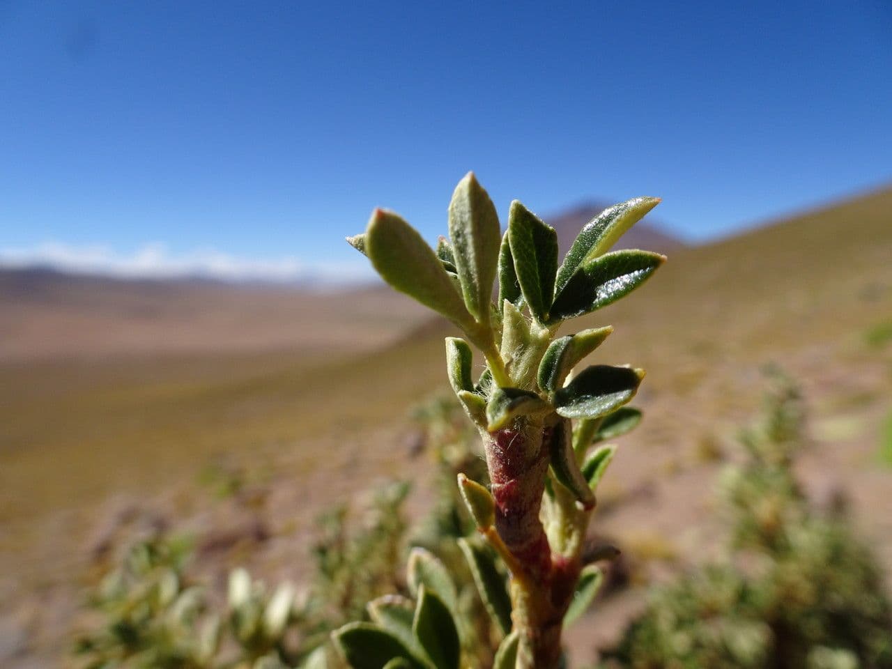 Polylepis 6
