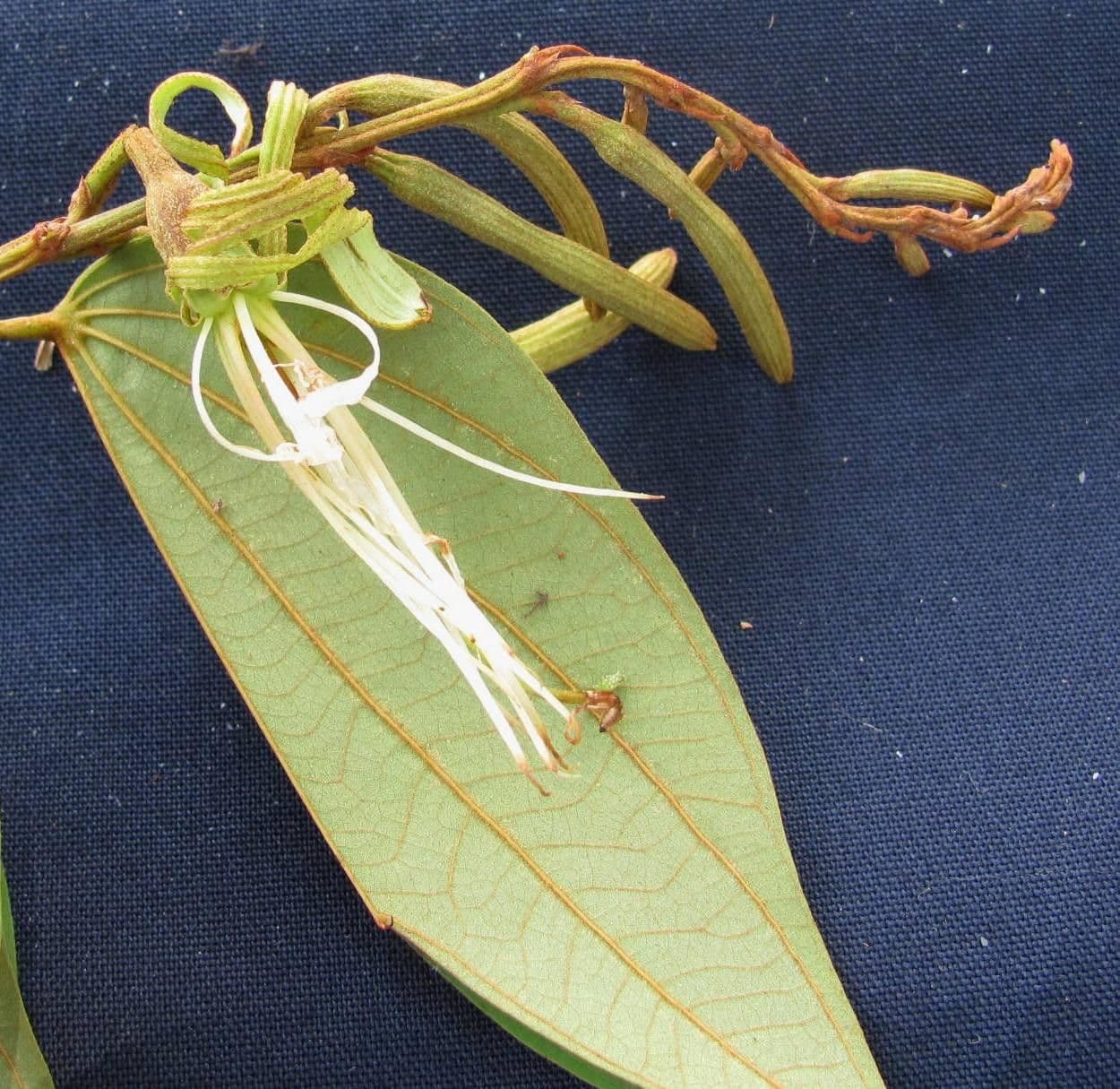 Bauhinia ungulata 18