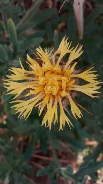 Centaurea collina 17