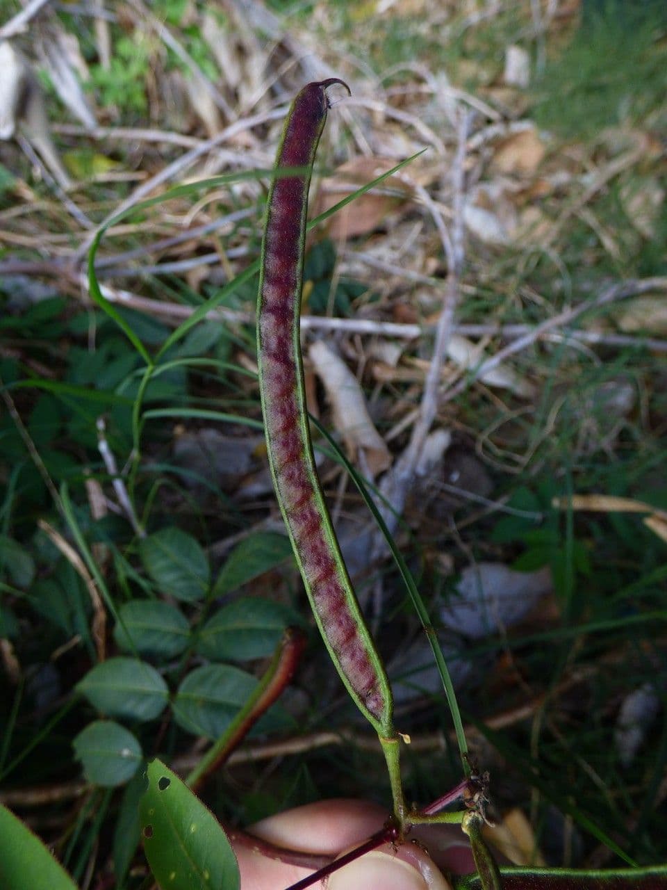 Brusca 3