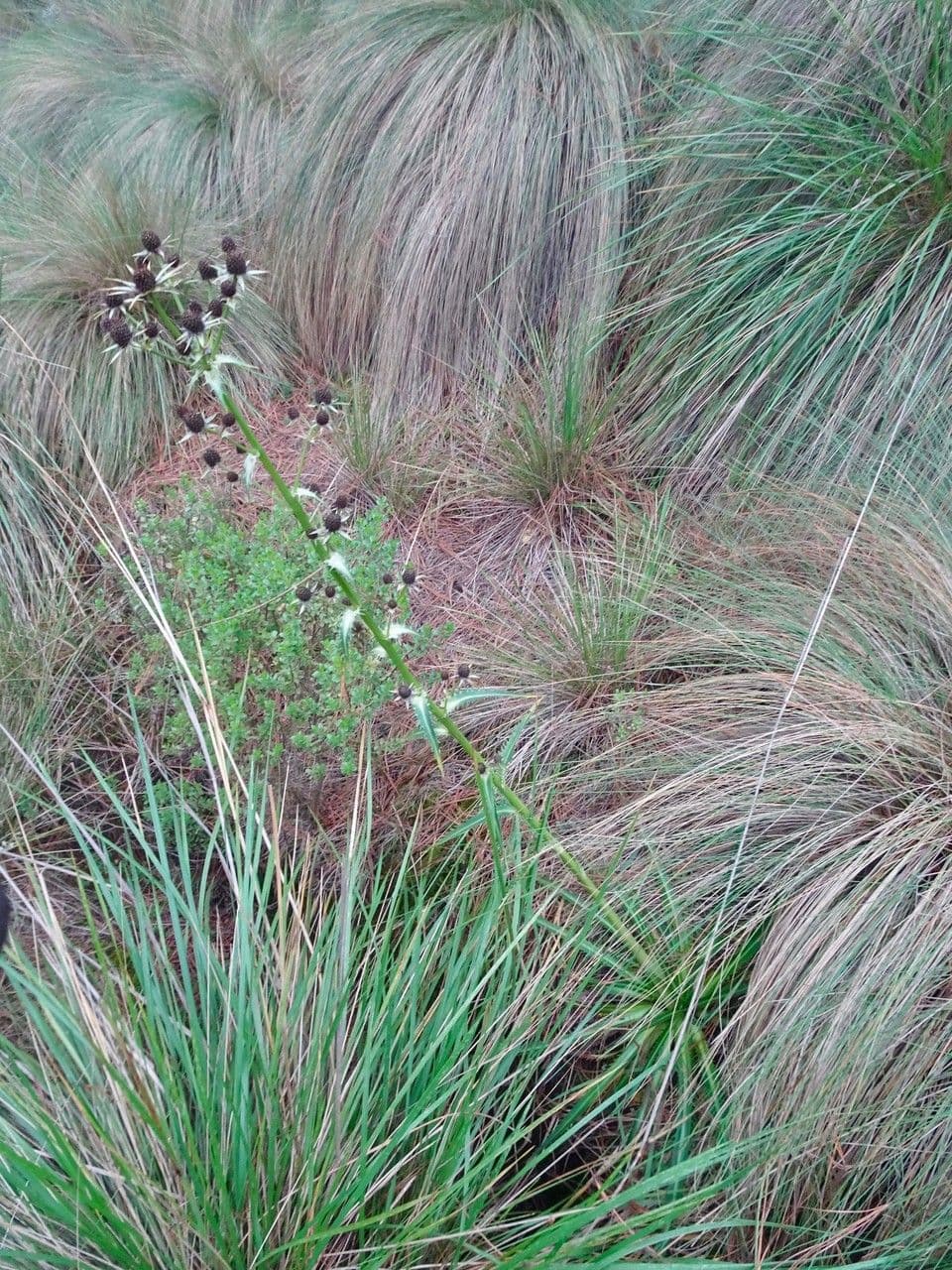 Panicaut de Deppe 4