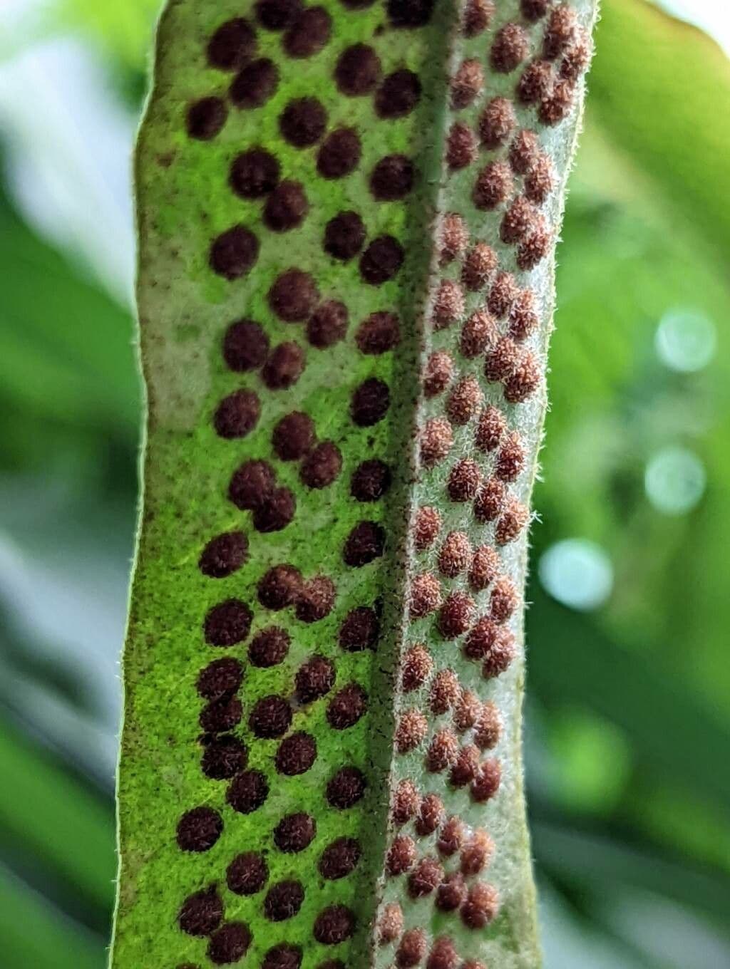 Pyrrosia 2