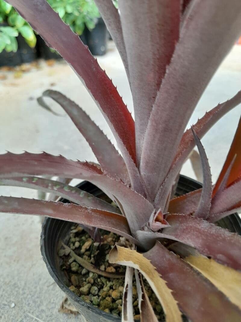 Billbergia pendula 20