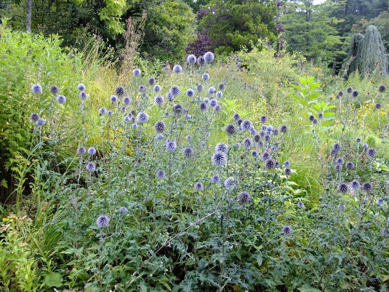 Cardo dei Balcani 12