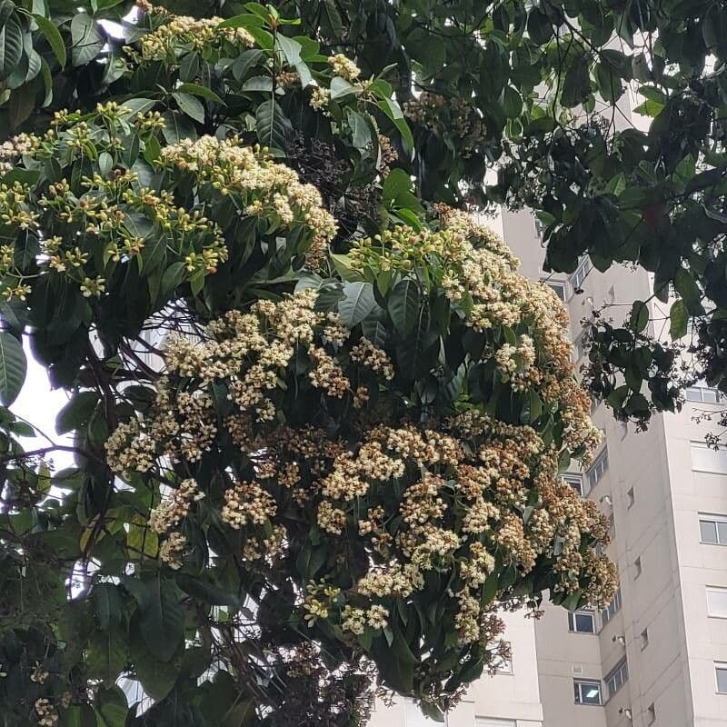Calycophyllum spruceanum