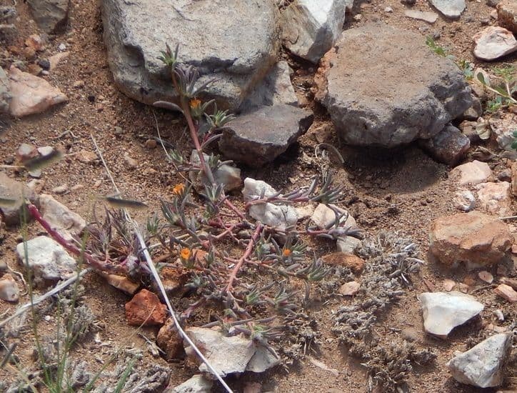 Portulaca 8