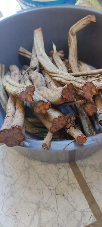 Ayahuasca 16