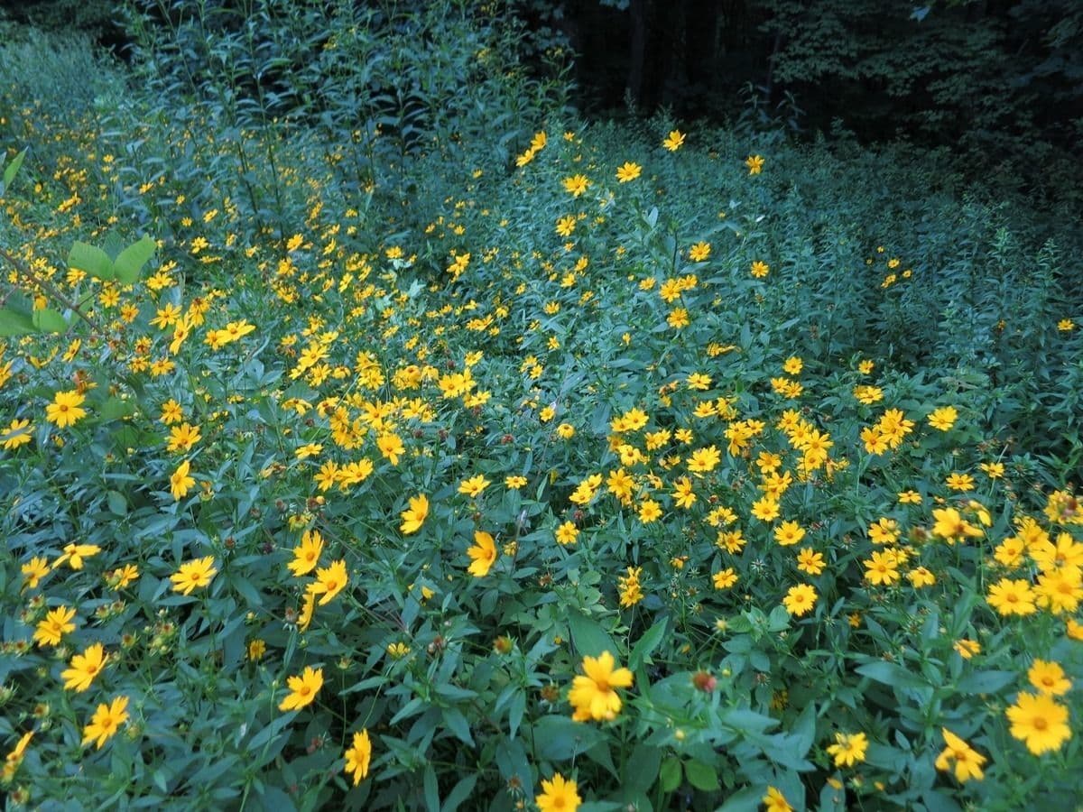 Ruprechtia uchatá 8
