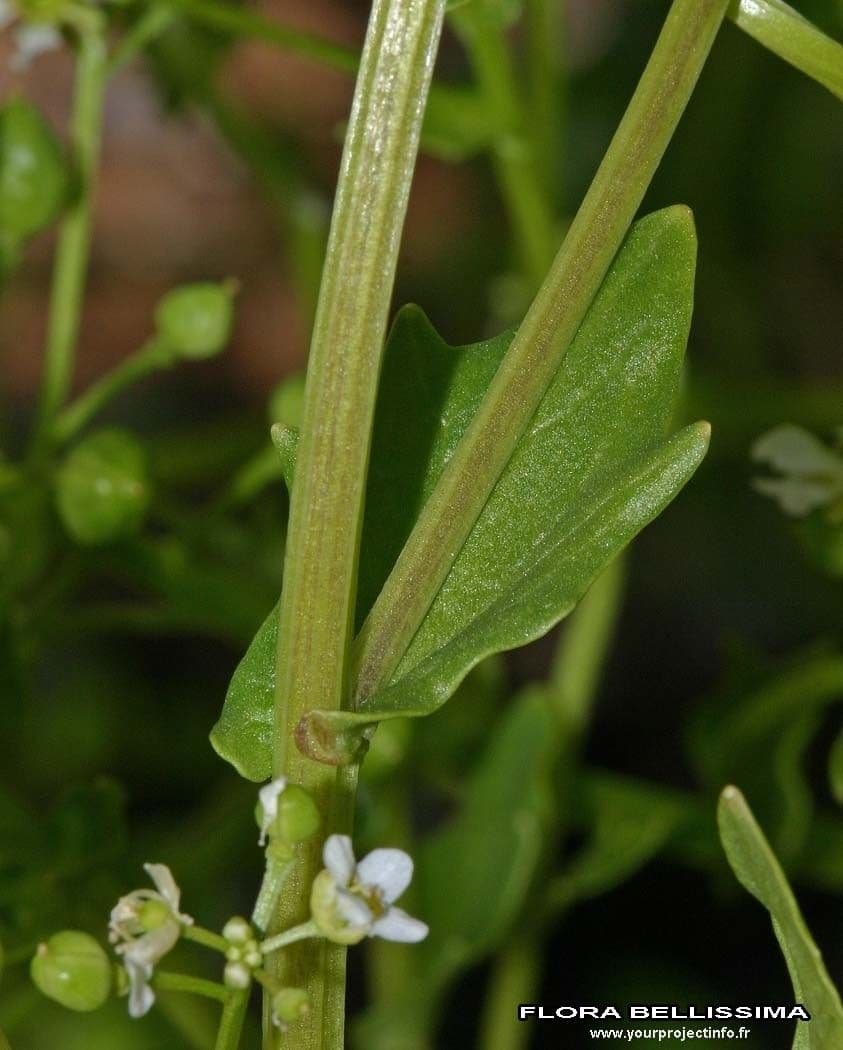 Coclearia 21