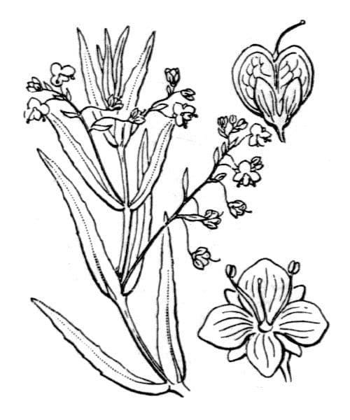 Veronica scudata 25