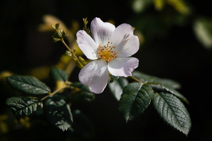 Kleinblütige Rose 8